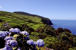 Grüne Landschaft der Insel Terceira