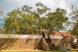 Bodhi Baum