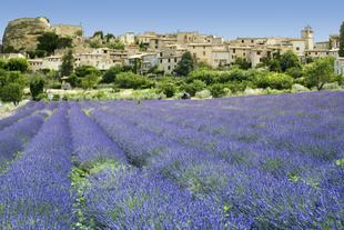 Lavendelblüte in der Provence