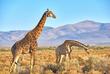 Giraffen im Serengeti Park