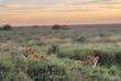 Safari Erlebnis mit Löwen