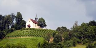 Jakobuskapelle umgeben von Weinreben in Gengenbach auf dem Bergle