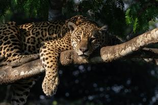 Jaguar im Pantanal 