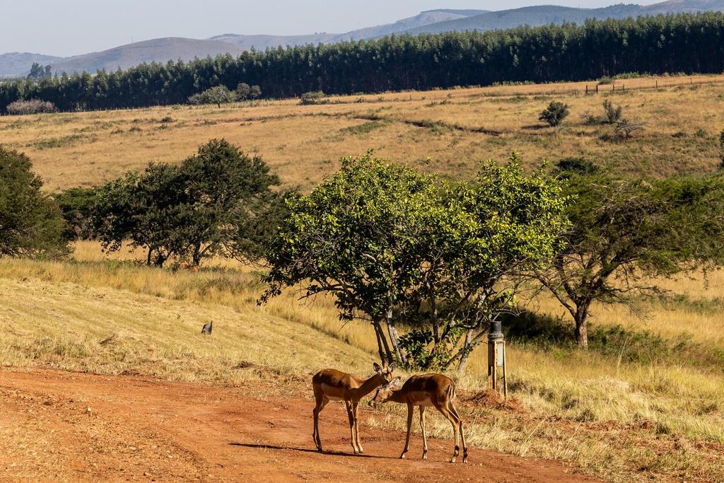 Impalas in der Hügellandschaft Eswatinis
