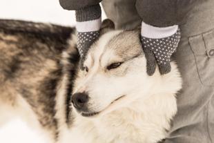 Husky