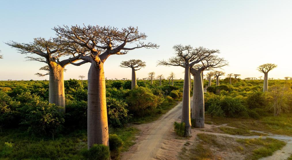Baobab Allee in Morondava