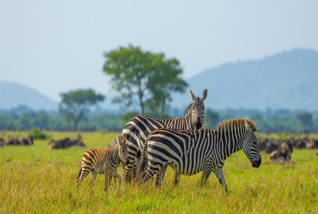 Zebras im Serengeti Nationalpark 