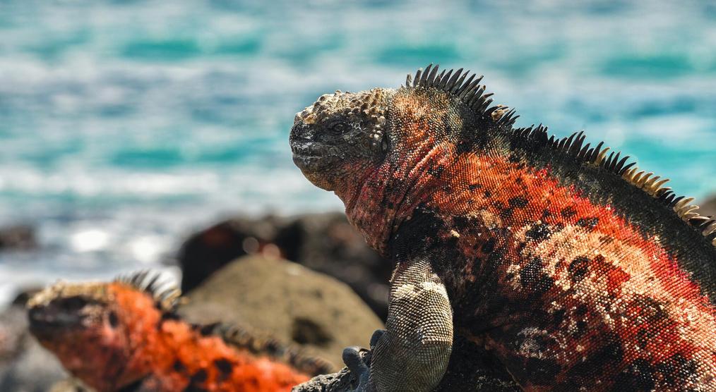 Ecuador & Galapagos Landschaft