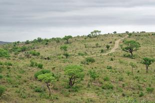 Landschaft Hluhluwe Mifolozi
