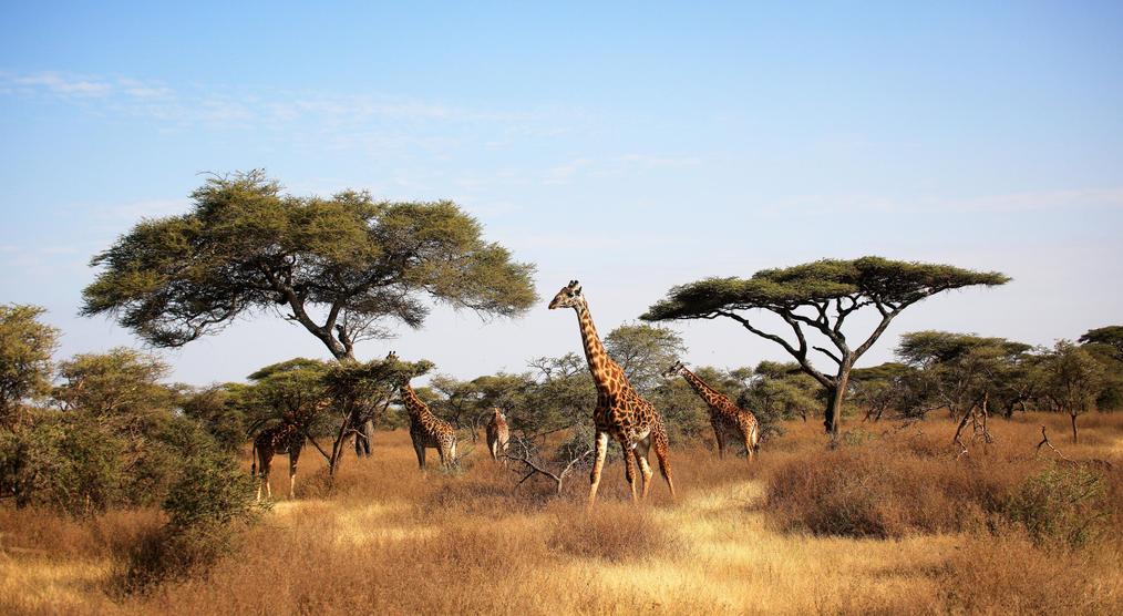 Giraffen im Serengeti-Nationalpark bei einer Kombireise durch Afrika