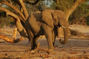 Elefantenbeobachtung während der Wildtiersafari