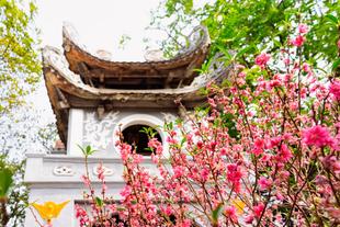 Kirschblüten vor dem Ngoc Son Tempel in Hanoi