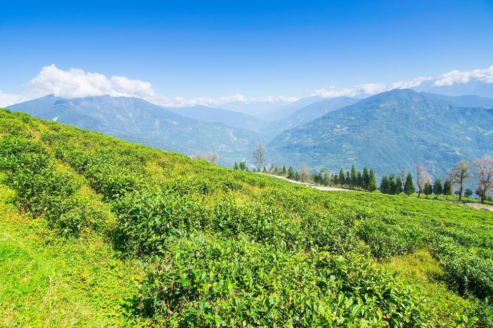 Teeplantage in Sikkim