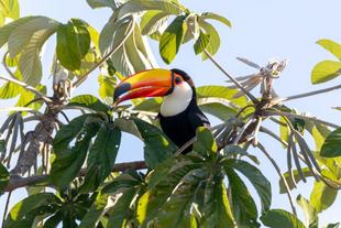 Tucan im Pantanal 