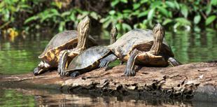 Schildkröten in Tortuguero