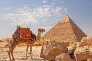 Kamel bei den Pyramiden von Gizeh