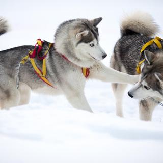 Huskys