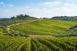 Weinberge in Radda