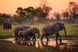 Gruppe Elefanten im Moremi-Nationalpark