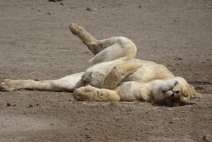 Löwenbeobachtung in der Serengeti