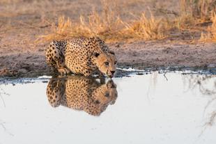 Gepard