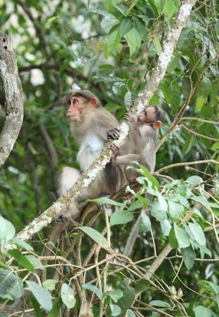 Affen im Periyar Nationalpark