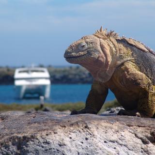 Meeresechsen auf den Galapagosinseln