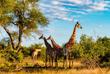 Giraffen im Krüger Nationalpark