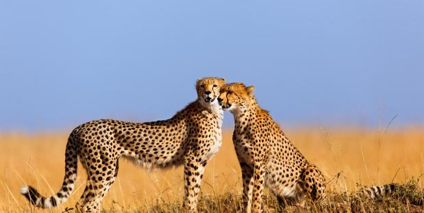 Kenia & Tansania Rundreise