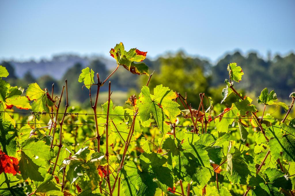 Weinanbaugebiet in Stellenbosch