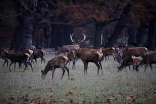 Wild im Park von Windsor Castle