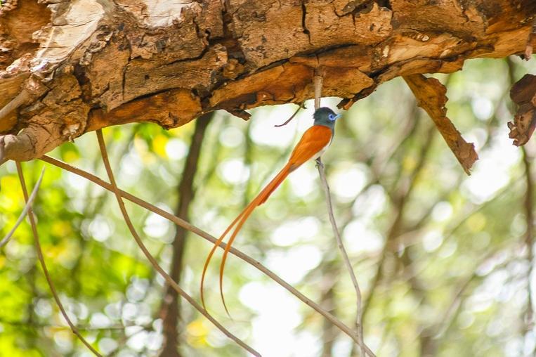 Vogelbeobachtung am Lake Kariba
