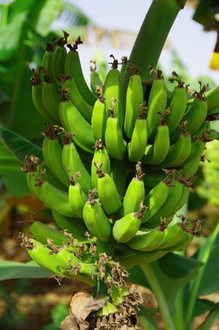 Bananenstaude