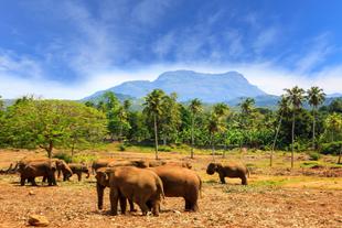 Udawalawe National Park 2