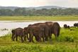 Elefanten im Udawalawe Nationalpark