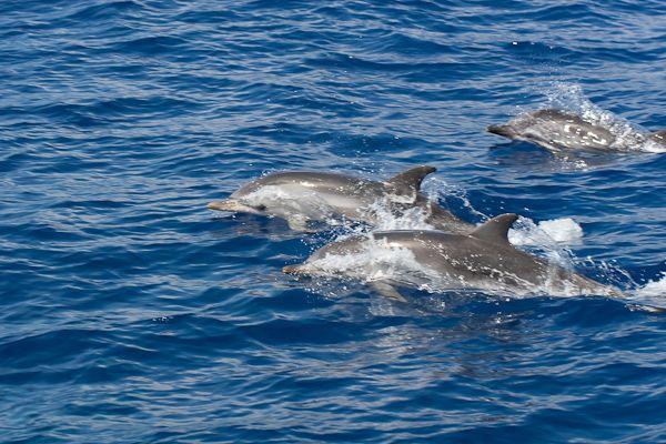 Bootsausflug La Gomera