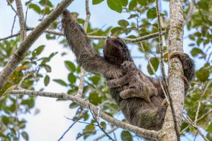 Faultier mit Baby bei La Fortuna