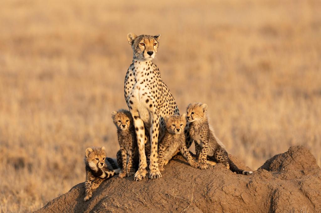 Gepard mit Jungtieren