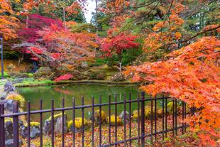 Nikko 