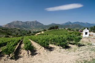 Weinanbau in Nemea