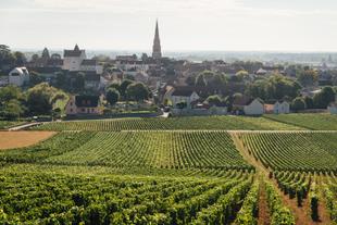 Weinreben vor dem Dorf Meursault