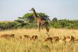 Giraffe und Impala bei einer Safari in Tansania 