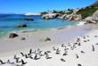 Pinguine am Boulders Beach