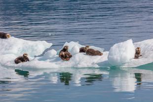 Otter im Prince William Sound 