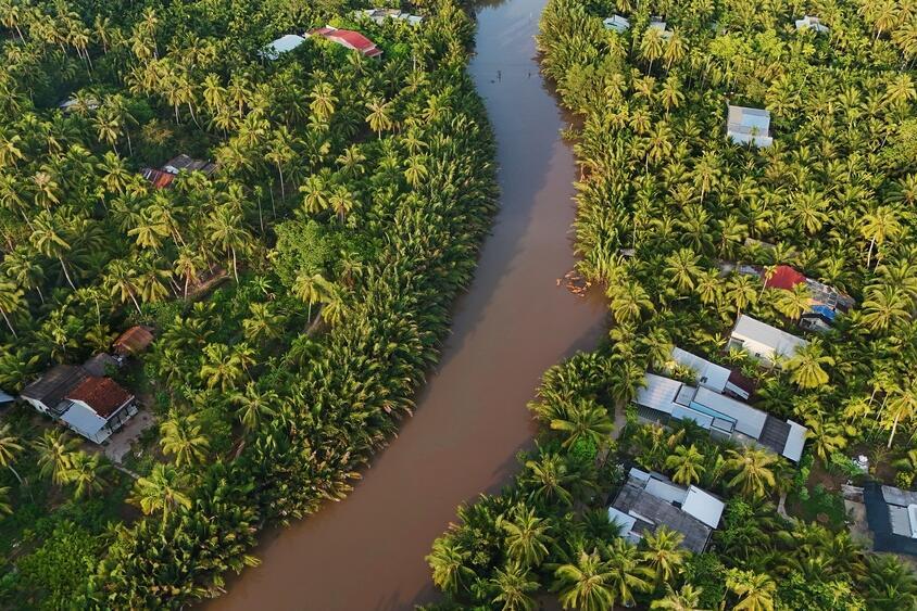 Kokosnusspalmen in der Landschaft des Mekong Deltas