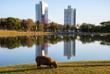 Capybara im Parque das Nações Indígenas