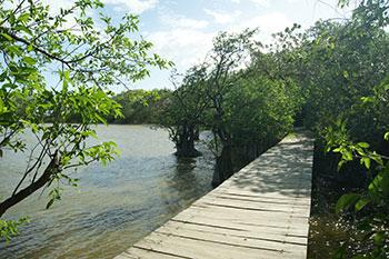 Steg am Ufer