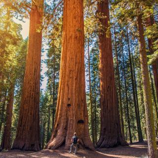 Sequoia Nationalpark