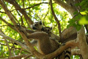 Sicht auf einen Kata Lemur im Isalo Nationalpark