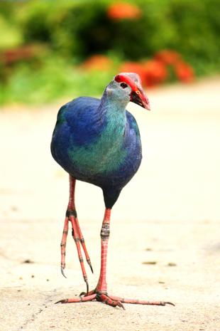 Purpurhuhn 